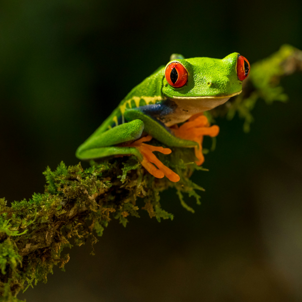 Bild eines Frosches auf einem Zweig